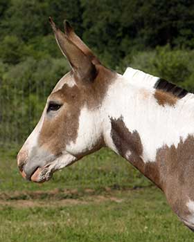 Critter Haven Farm Miniature Donkeys